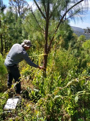 Tecnobosque: innovacin para prevenir incendios y proteger el entorno natural.