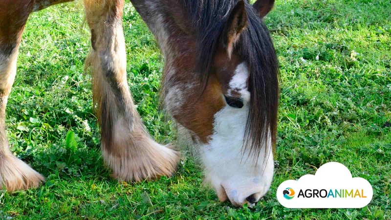 caballo percheron