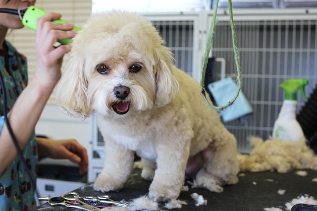 Consejos de peluquería canina Valencia: cómo cuidar el pelo de tu perro