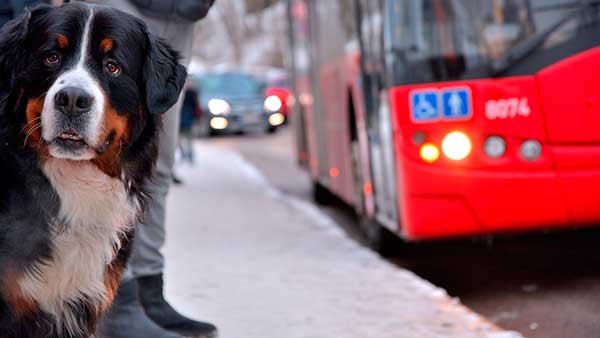 ¿Cómo viajar con tu mascota en el autobús de la EMT de Valencia? - Tarjeta EMT Mascota.
